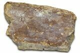 Dinosaur Rib Bone Section - Wyoming #370975-1